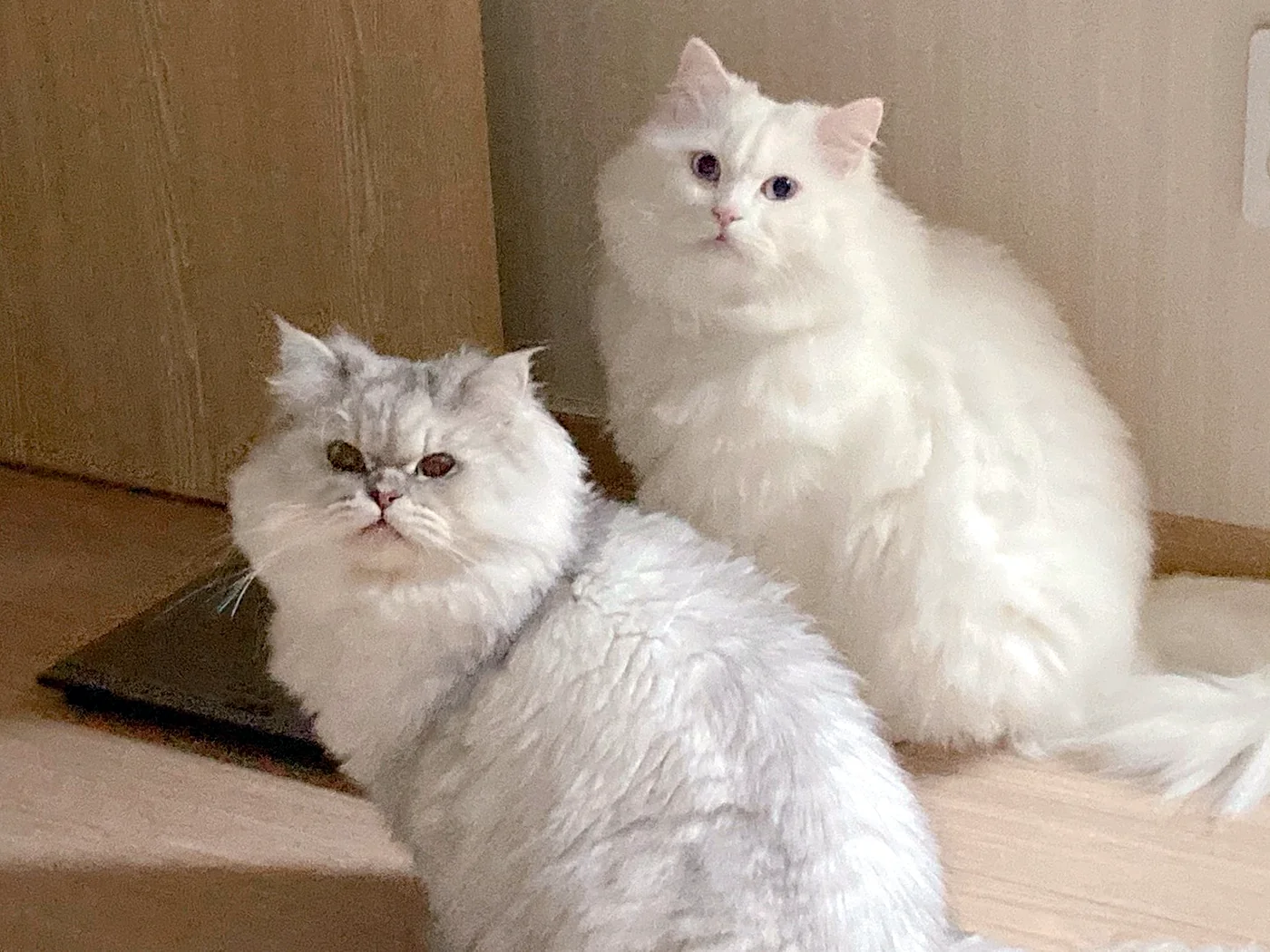 나란히 앉은 회색 고양이와 흰 고양이